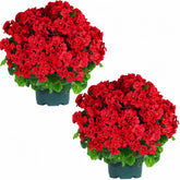 QIANYUN geranium bush front view showing lifelike blooms and instant curb appeal