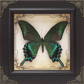 RISDORAY front view of framed butterfly showing gothic décor benefit