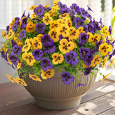 Rowfad front packaging showing 36 mixed-color pansy bouquets and clear benefits