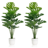 SAJANDAS front view of both potted Monstera plants showing full height and symmetry
