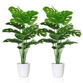 SAJANDAS front view of both potted plants showing instant decor appeal