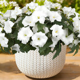 SIECCY front packaging showing 12 white petunia bundles and easy setup