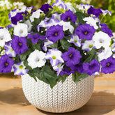 SIECCY front view of bundled morning glory packaging showing color and quantity benefit