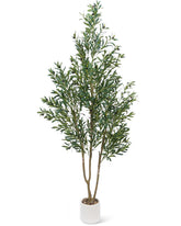 Sillaff front view of 7FT olive tree creating natural focal point