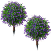 Sunnyglade front view of two lavender topiary trees showing elegant purple blooms
