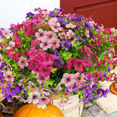 trytuny front packaging showing 14 purple rosy pink stems, ready to decorate