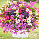 trytuny front display showing full mixed-color bundle and instant curb appeal