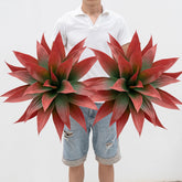 Ttranewsoo front view of red agave showing full shape and instant curb appeal