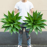 Ttranewsoo front view of two agave plants showing bold sculptural greenery and curb appeal