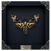 VINADECOR front view of moth frame showcasing dramatic display benefit