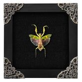 vinatimes framed mantis front view showing intact specimen and frame benefit display-ready