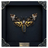 vinatimes front view of framed hawkmoth showing dramatic display and authentic detail