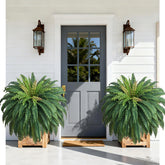 Waipfaru front view of 48in fern pair showing full lush look and instant curb appeal