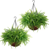 waipfaru front view of two hanging fern baskets showing lush greenery and instant curb appeal