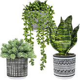 Winlyn front view of three potted plants showing cohesive modern decor benefit