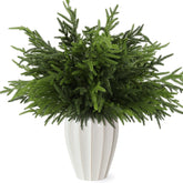 Wsorik front view of bundled Norfolk pine stems showing full set and packaging, versatile styling