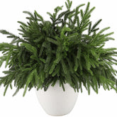 Wsorik front view of bundled Norfolk pine branches showing full set benefit