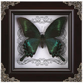 WTUAWB framed Green-Banded Queen butterfly front view showing authentic detail and mood