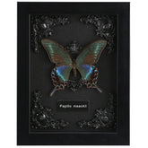 WTUAWB front view of Alpine Black Swallowtail showing dramatic contrast and display benefit