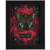 WTUAWB front view of Alpine Black Swallowtail in red shadow box, vibrant display benefit