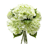 Yatim front view of five hydrangea stems showing full heads and natural look
