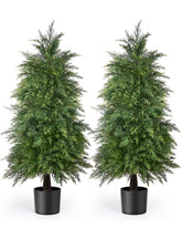 YEMMEN front view of two 4ft cedar topiary trees showing instant curb appeal
