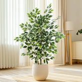 YEPDIN ficus front view in pot showing instant room greenery benefit