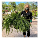 YTCPMHEA artificial Boston fern front view showing full lush foliage and curb appeal