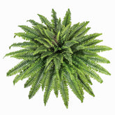 zooFernzoom front view 51in fern showing full lush profile and instant green decor
