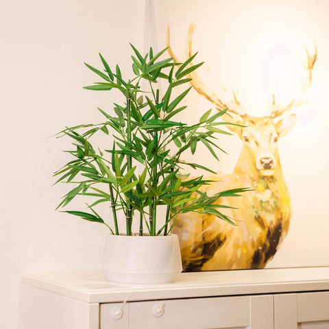 365 Blooming Decor on office desk offering professional greenery benefit