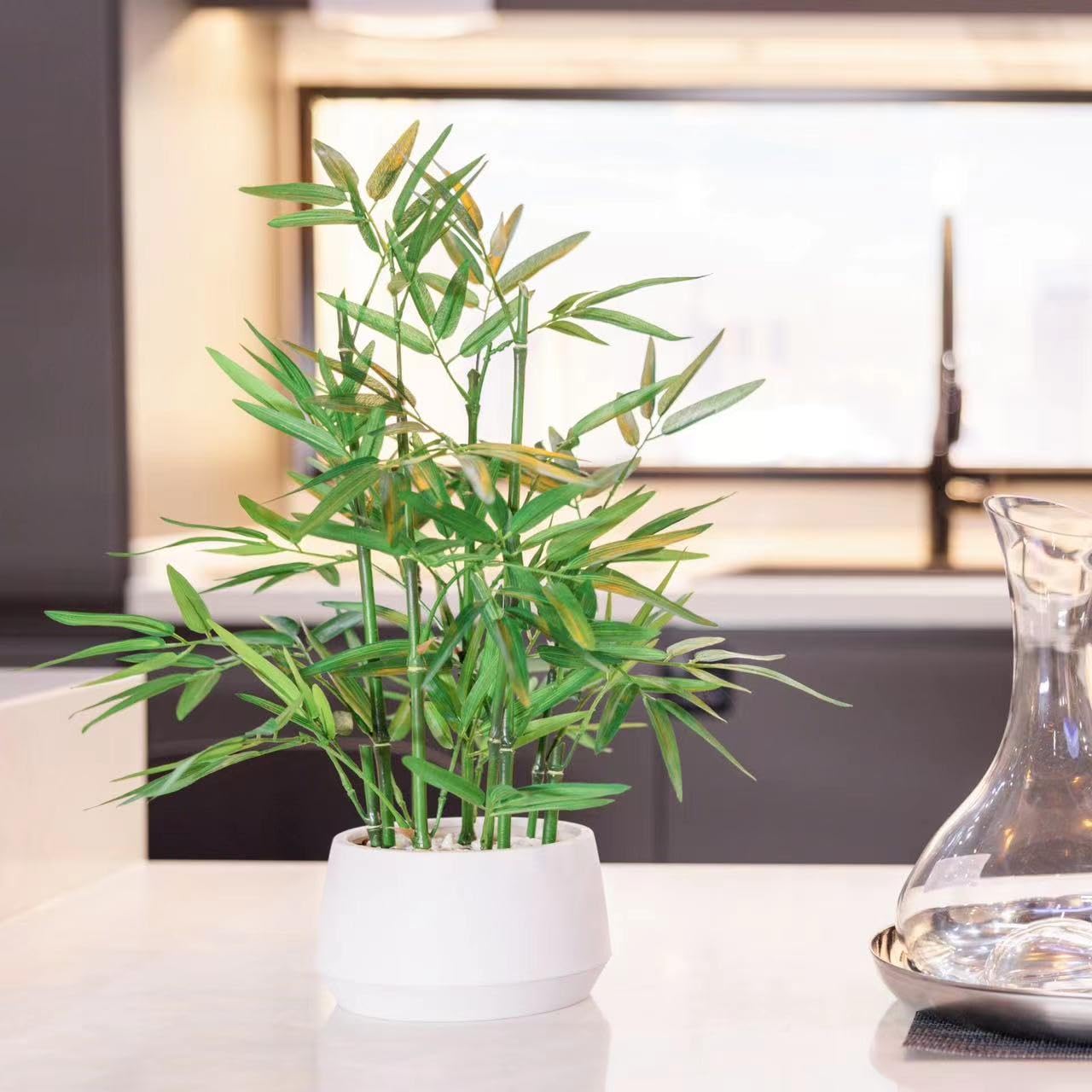 365 Blooming Decor top view of pot and leaves showing neat compact footprint