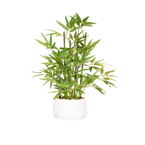 365 Blooming Decor front view showing white potted bamboo adding instant style