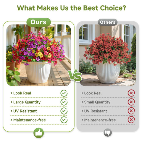Alupssuc daisies arranged in a window box demonstrating outdoor color and low maintenance