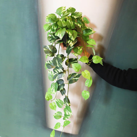 alyptus in office setting delivering low-maintenance plant style