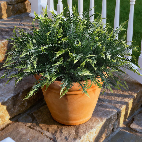 alyptus lifestyle evening porch scene showing welcoming ambiance and low-care greenery