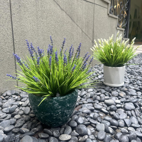 alyptus planter display with dense purple blooms enhancing curb appeal