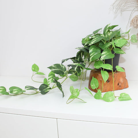 alyptus side profile showing full 33-inch vine length advantage