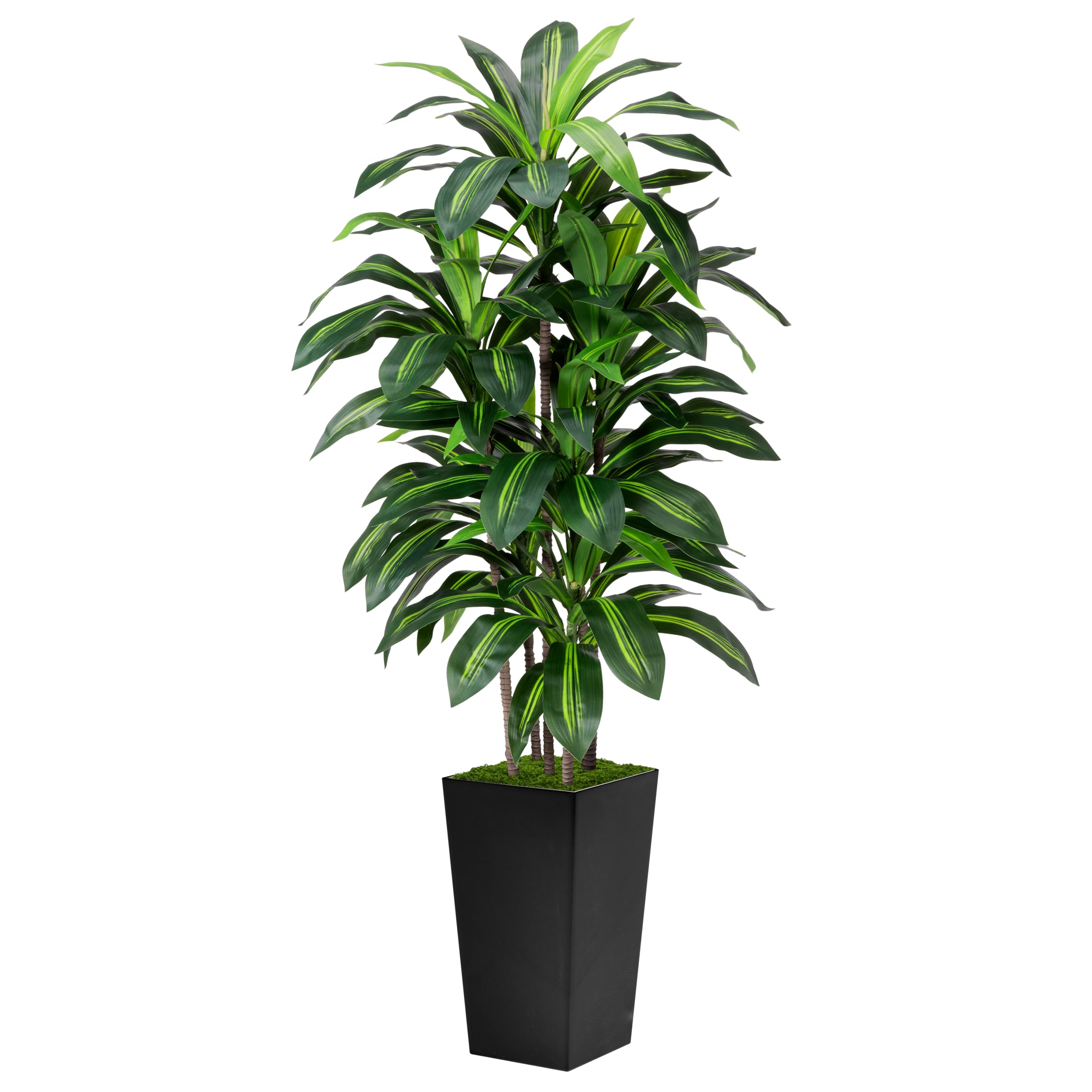 ASTIDY full view dracaena in black planter shows instant room greenery