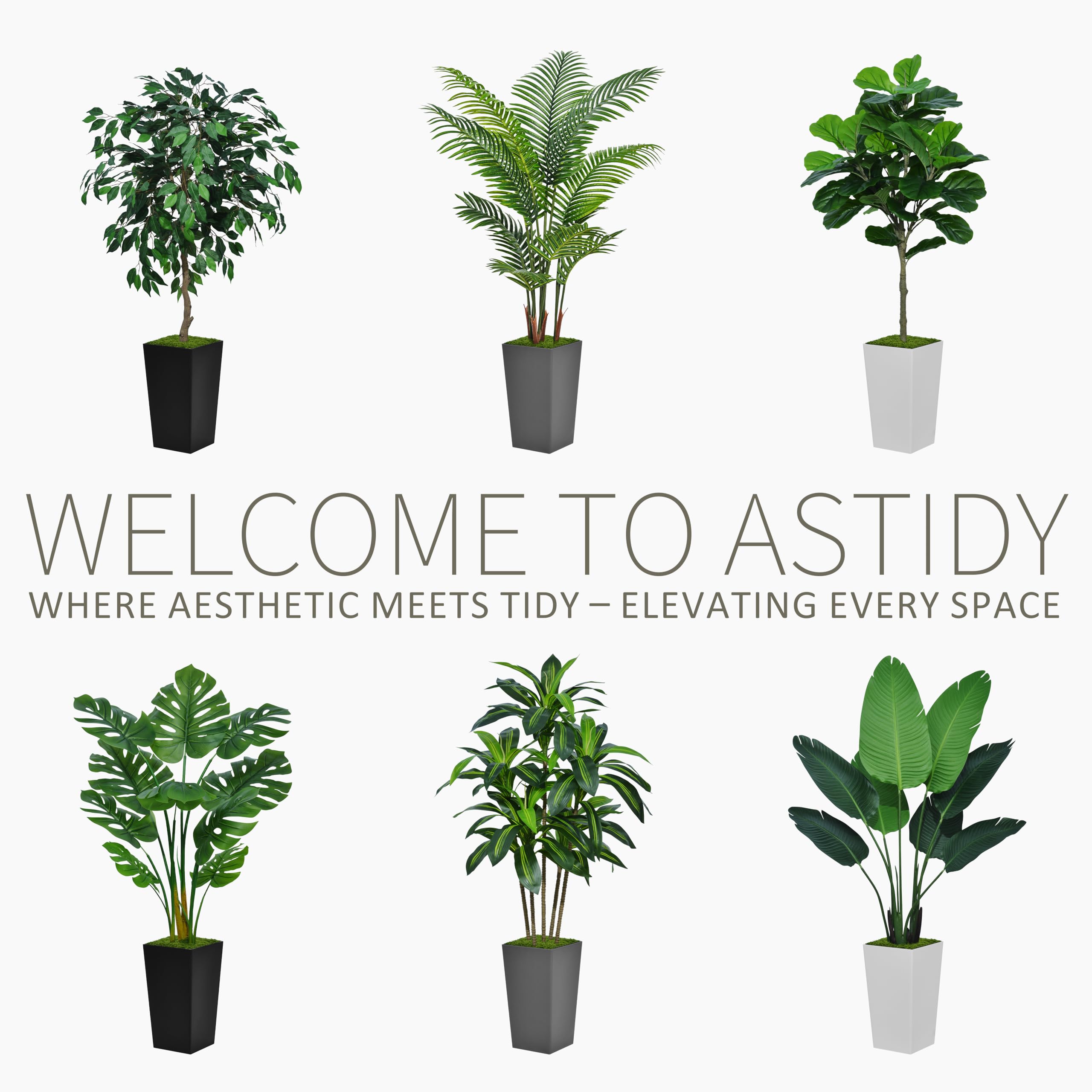 ASTIDY dracaena styled in living room adding vertical greenery and calming ambiance
