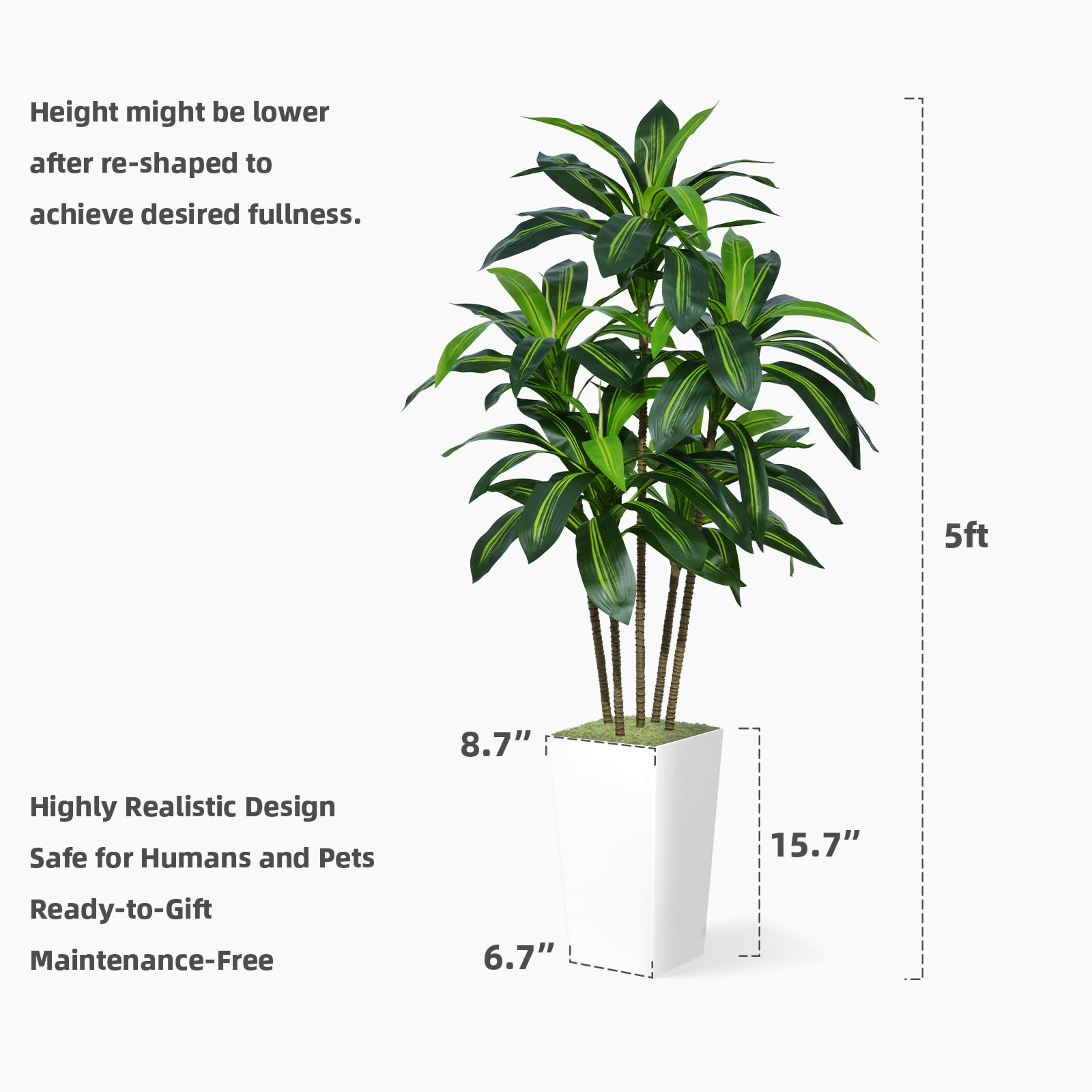 ASTIDY size comparison showing tree next to sofa to confirm scale