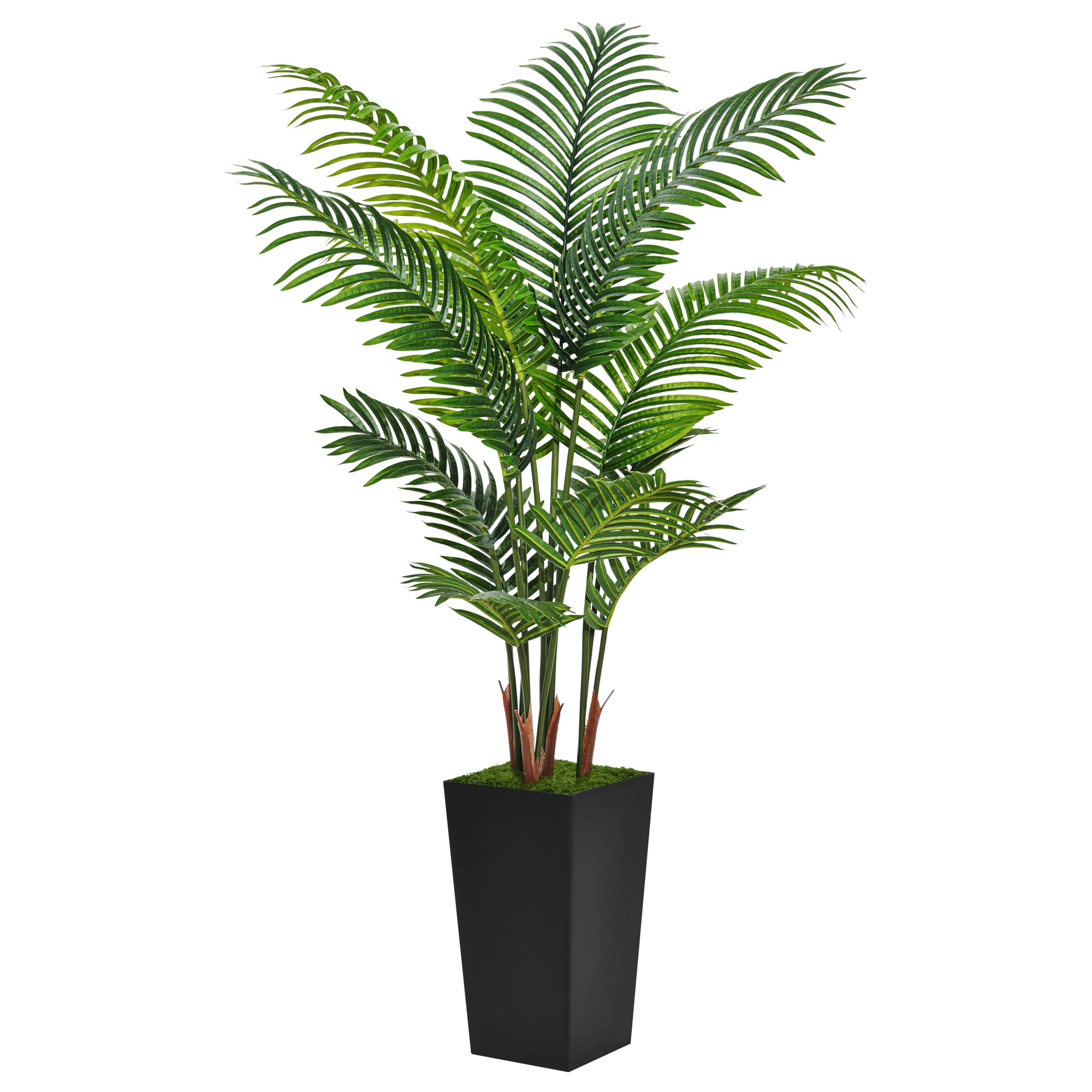 ASTIDY front view of 5ft palm tree showing full shape and balance