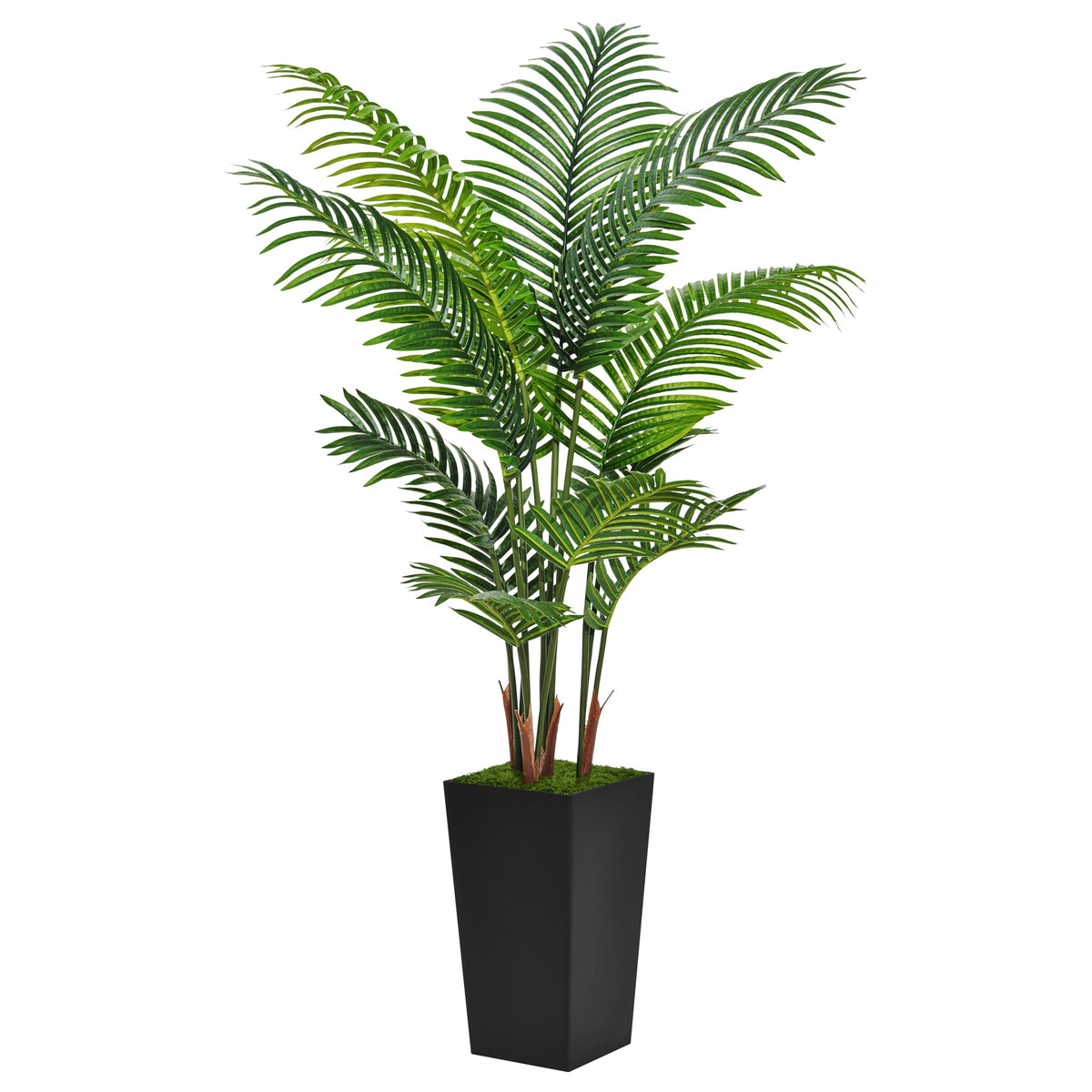 ASTIDY front view of 5ft palm tree showing full shape and balance