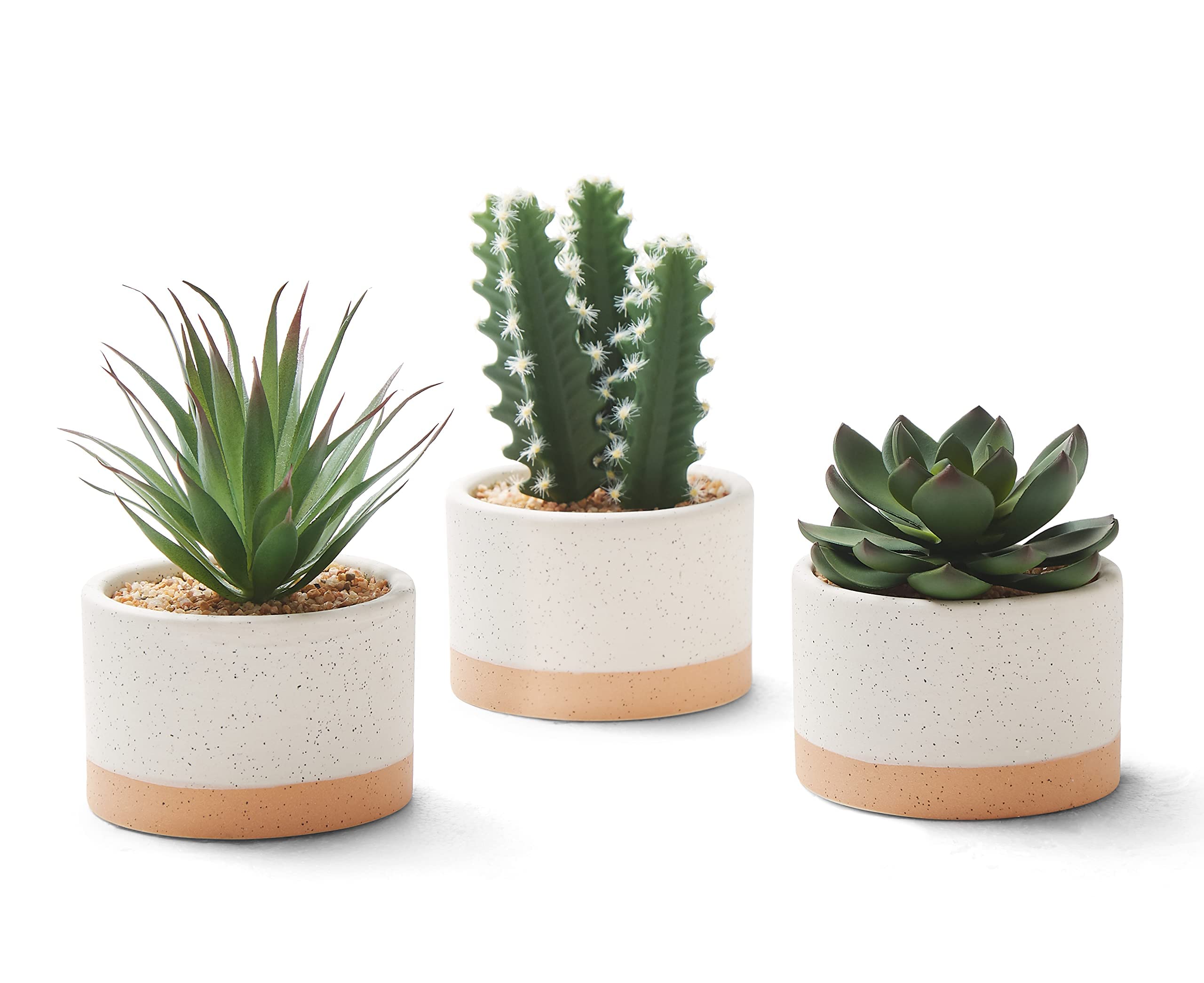 ASTRIDIA front view of three potted succulents showing modern styling and instant decor