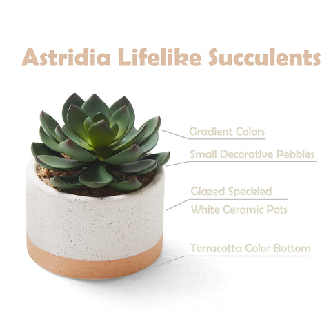 ASTRIDIA trio displayed on a wooden shelf providing low-maintenance greenery for rooms