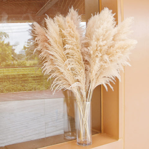 Bannifll close-up of plume texture highlighting soft, fluffy fibers