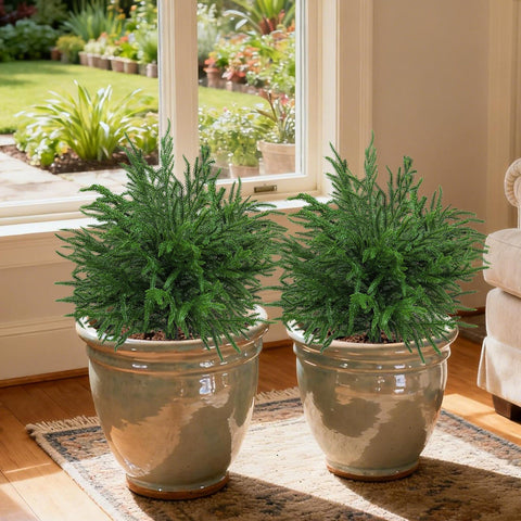 Bdor two topiaries along walkway illustrating balanced landscape decoration benefit