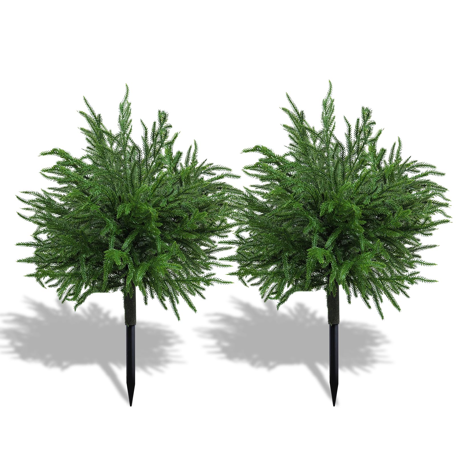 Bdor front view of two 24-inch Norfolk pine topiary bushes showing realistic shape and instant curb appeal