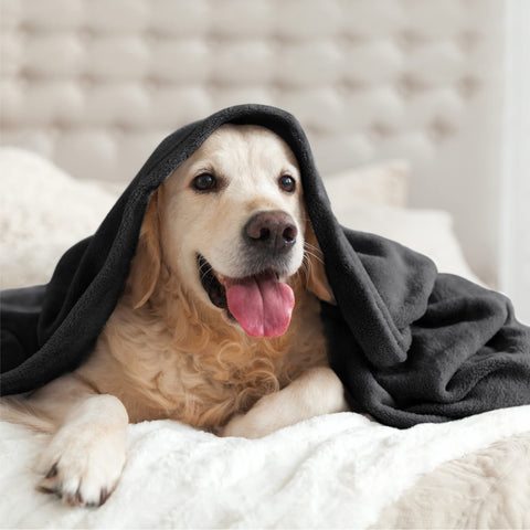 BEDELITE blanket during movie night lifestyle scene adding warmth and comfort