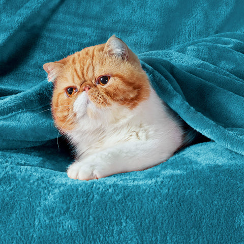 Bedsure close-up of GentleSoft pile highlighting cloud-like softness and touch comfort
