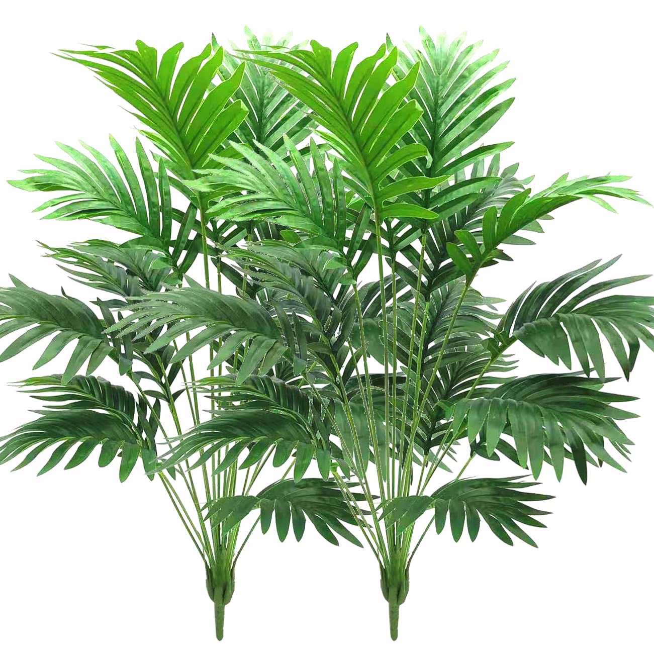 Beebel front view palm bush showing full 30 inch height and lush greenery benefit
